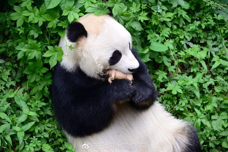 Khi một du khách nhỏ tuổi vô tình đánh rơi một mô hình tê giác đồ chơi vào khu vực sinh sống của gấu trúc, chuyện bất ngờ đã xảy ra.