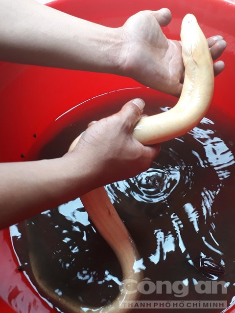 Con lươn bạch tạng rất hiếm.