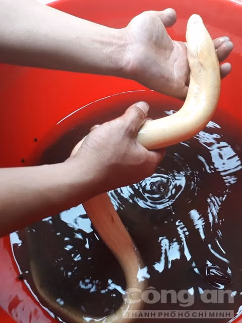 Con lươn bạch tạng rất hiếm.