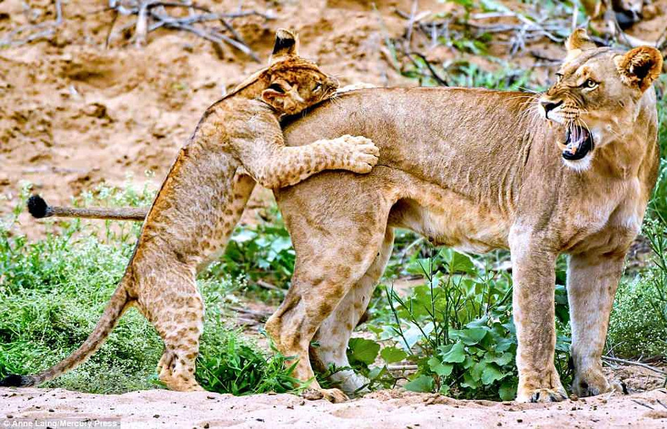 Theo thống kê, không phải con sư tử con nào cũng có thể sống sót đến khi trưởng thành. Vì nhiều lý do, những con sư tử con có thể chết khi chưa thể tự lập.