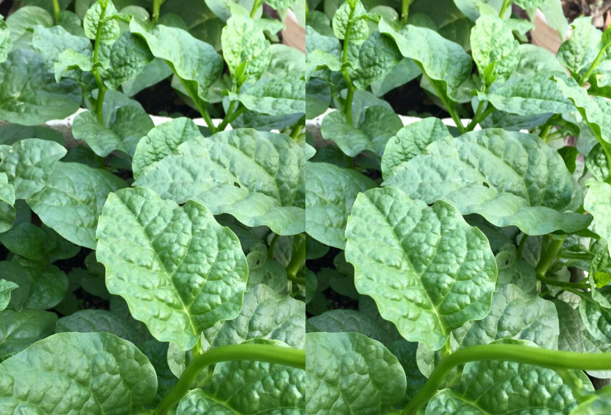 Khu vườn trên sân thượng được chị bố trí theo từng khu vực. Cây ăn trái được trồng tầng trên cùng, vì loại này tán rộng cần nhiều nắng. Khu vực trồng rau riêng. Còn khu ban công các tầng chị trồng các loại hoa.