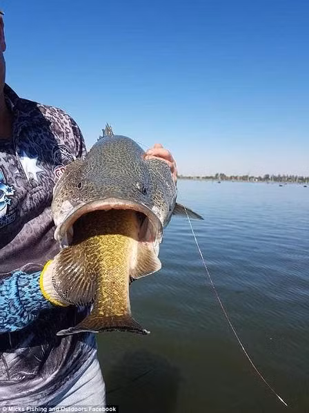 Ngoan muc khoanh khac can thu cau duoc ca trong ca-Hinh-3