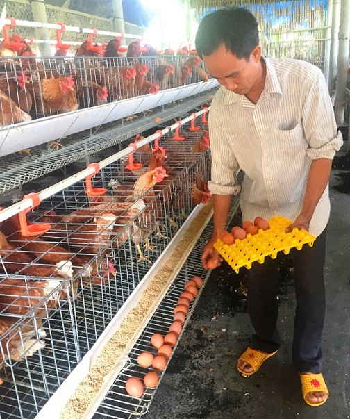 Nhặt trứng gà rất dễ dàng.