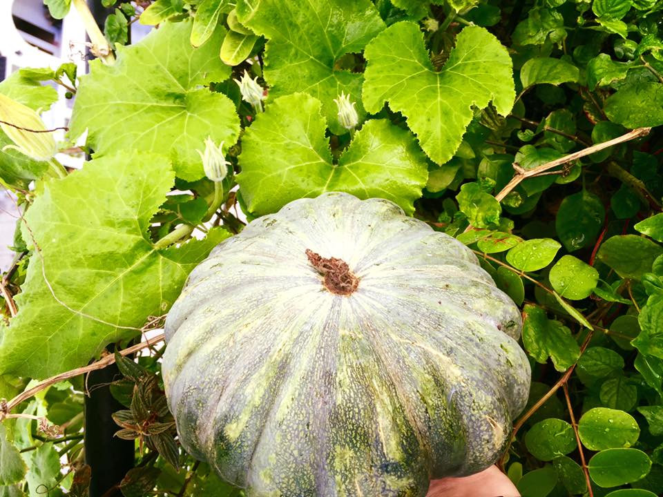 Chị Hiền tâm sự: "Trồng rau không chỉ giúp gia đình có nguồn thực phẩm an toàn, mà còn tạo sân chơi cho cả gia đình tụ tập".