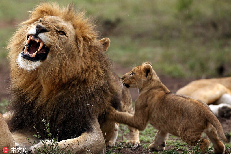 Cuc “doc” canh vua su tu duc cung chieu con-Hinh-4