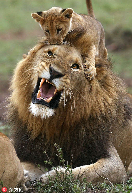 Cuc “doc” canh vua su tu duc cung chieu con