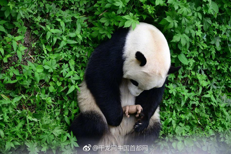 Nó nhìn ngắm, vuốt ve và sau khi đưa lên má cọ xát đầy yêu thương, gấu trúc giữ chặt con tê giác nhựa trong vòng tay của mình để cưng nựng. Ngay cả khi ăn cũng không chịu buông tay.