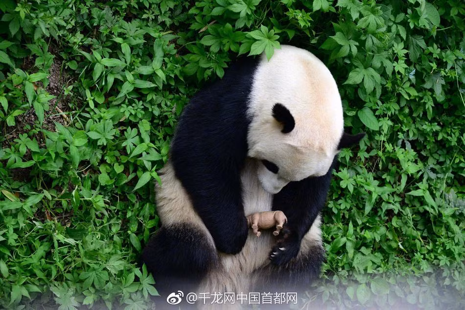 Nó nhìn ngắm, vuốt ve và sau khi đưa lên má cọ xát đầy yêu thương, gấu trúc giữ chặt con tê giác nhựa trong vòng tay của mình để cưng nựng. Ngay cả khi ăn cũng không chịu buông tay.