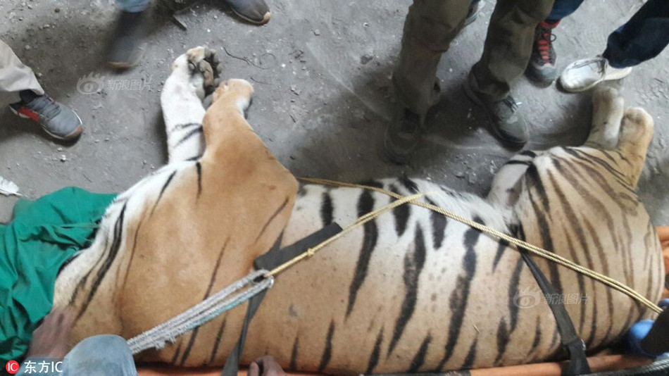 Sau khi được giải cứu, con hổ, nặng 175,5kg, được phát hiện có nhiều vết sẹo trên cơ thể, trong đó có những vết trầy xước sâu, bị nhiễm trùng.