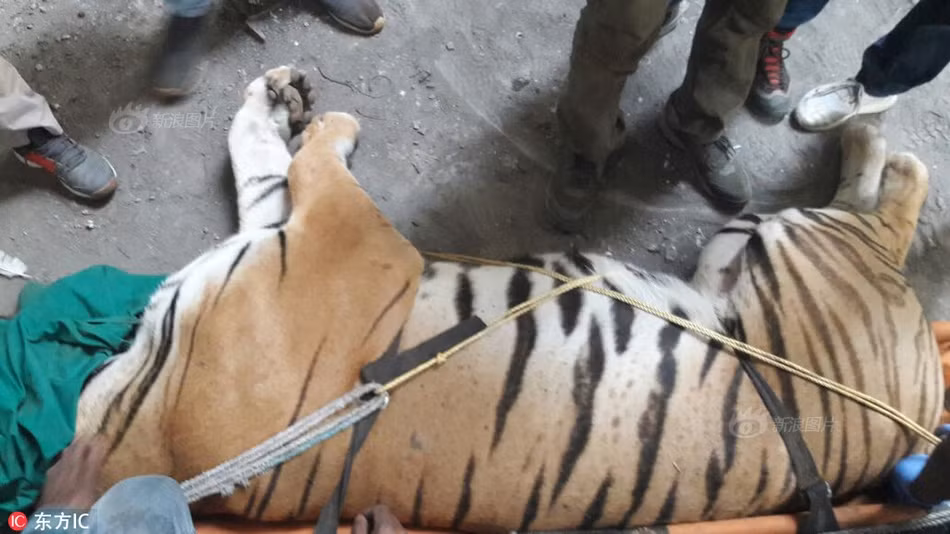 Sau khi được giải cứu, con hổ, nặng 175,5kg, được phát hiện có nhiều vết sẹo trên cơ thể, trong đó có những vết trầy xước sâu, bị nhiễm trùng.