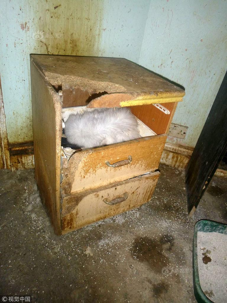 Khi các nhân viên cứu hộ của tổ chức đột nhập được vào ngôi nhà, tất cả đã bị choáng ngợp bởi căn phòng là một mớ hỗn độn, có rất nhiều con mèo đang ở trong tình trạng vô cùng tồi tệ, lớp lông mèo dày, bẩn bám trên thảm, sàn nhà.