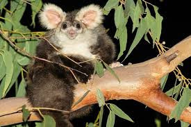 Nếu không có biện pháp bảo vệ thích hợp, chắc chắn, sẽ có thêm một loài động vật vô cùng đáng yêu nữa bị đẩy vào con đường tuyệt chủng.