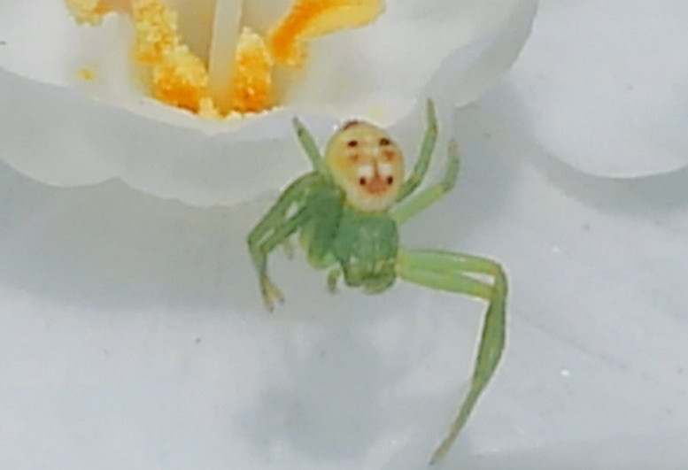 Ky la con nhen mang “khuon mat” ong gia vui ve