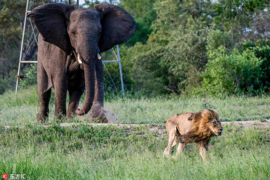 Dường như cũng hiểu cho hoàn cảnh của vị vua sư tử thất thế, sau khi thấy sư tử rời khỏi con đường, voi khổng lồ tiếp tục truy đuổi theo.