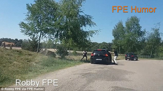 Gia đình bị báo đốm đuổi phải chui lại vào xe hơi. Ảnh: Daily Mail