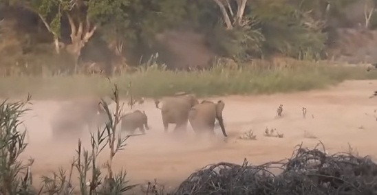 Phải đến lúc đàn voi nổi điên và chính thức dồn đuổi, đàn chó hoang mới hoảng sợ, cong đuôi chạy trốn, bỏ qua cho con linh dương may mắn.