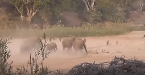 Phải đến lúc đàn voi nổi điên và chính thức dồn đuổi, đàn chó hoang mới hoảng sợ, cong đuôi chạy trốn, bỏ qua cho con linh dương may mắn.