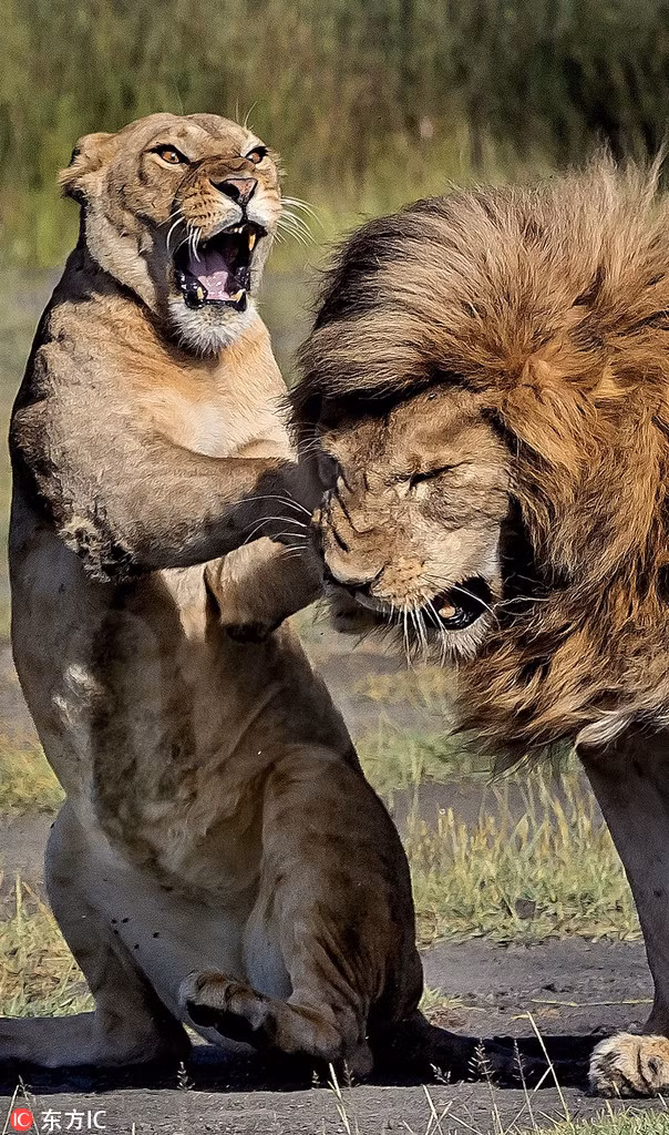 Đáng tiếc, dù được gọi là vua sư tử, là loài động vật đứng trên muôn loài, bản năng sợ vợ của sư tử đực cũng chẳng khác gì các phái mạnh khác.