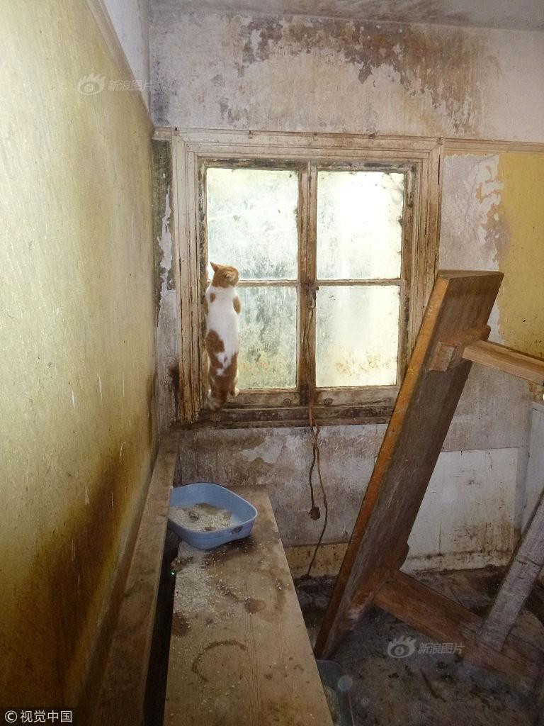 Sau khi kiểm tra, các nhân viên phát hiện có tổng cộng 73 con mèo tội nghiệp bị nhốt trong nhà. Hầu hết những con mèo đều nhiễm bệnh và một số đã bất hạnh chết đi.