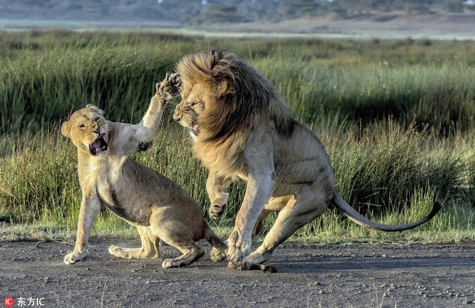 Mới đây, nhiếp ảnh gia Giuseppe Damico ghi được cảnh tượng thú vị, khi sư tử cái quăng một cái tát như trời giáng vào mặt sư tử đực, chứng minh rằng, không phải lúc nào tình yêu cũng đẹp như ngôn tình, đặc biệt là trong tự nhiên hoang dã.