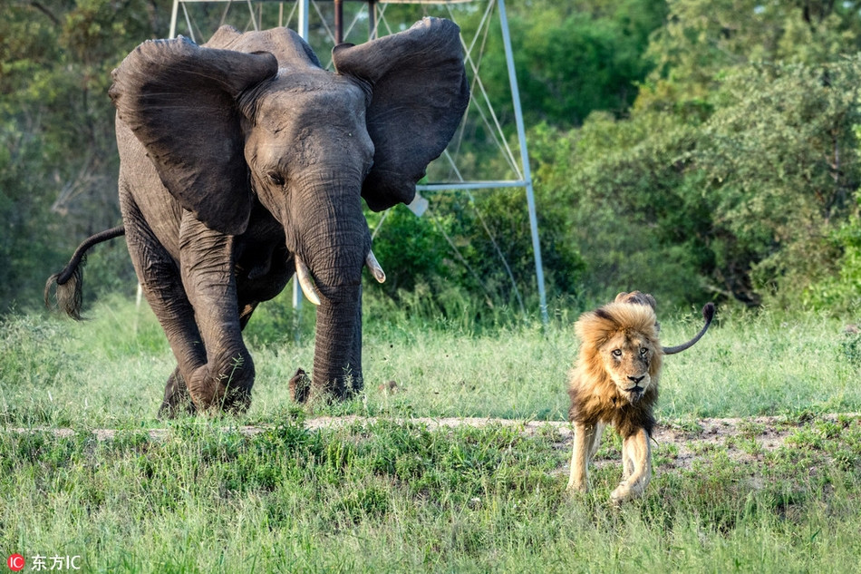 Trong ảnh là cảnh tượng vua sư tử thất thế Skybed Scar đang nằm nghỉ ngơi thì bị voi khổng lồ xông tới xua đuổi.