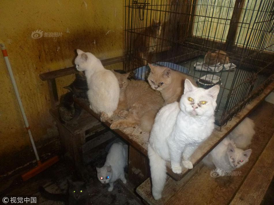 Cũng bởi môi trường quá khắc nghiệt, dù các bác sĩ đã cố gắng làm tất cả những gì có thể để giúp đỡ, một số con mèo đáng thương vẫn không thể khỏe lại và ra đi ngay sau đó.