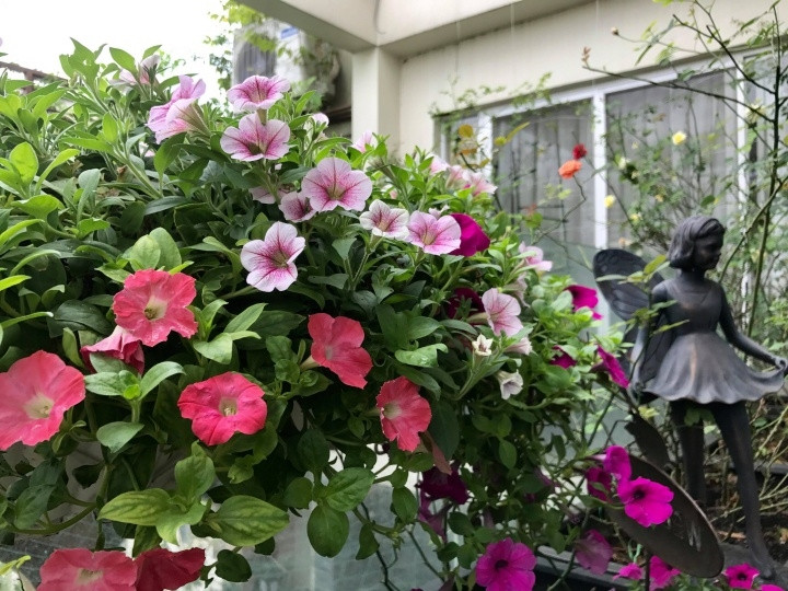 Vì yêu hoa, nên chị dành toàn bộ ban công các tầng trồng các loại hoa