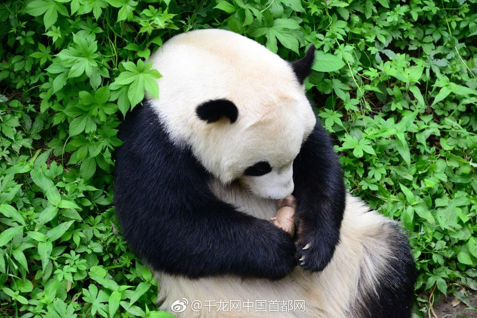 Ngay sau đó, gấu trúc đáng yêu cầm theo tê giác đồ chơi, tìm một nơi thoai thoải để dựa vào cho thoải mái và bắt đầu cưng nựng món đồ chơi mới lạ.