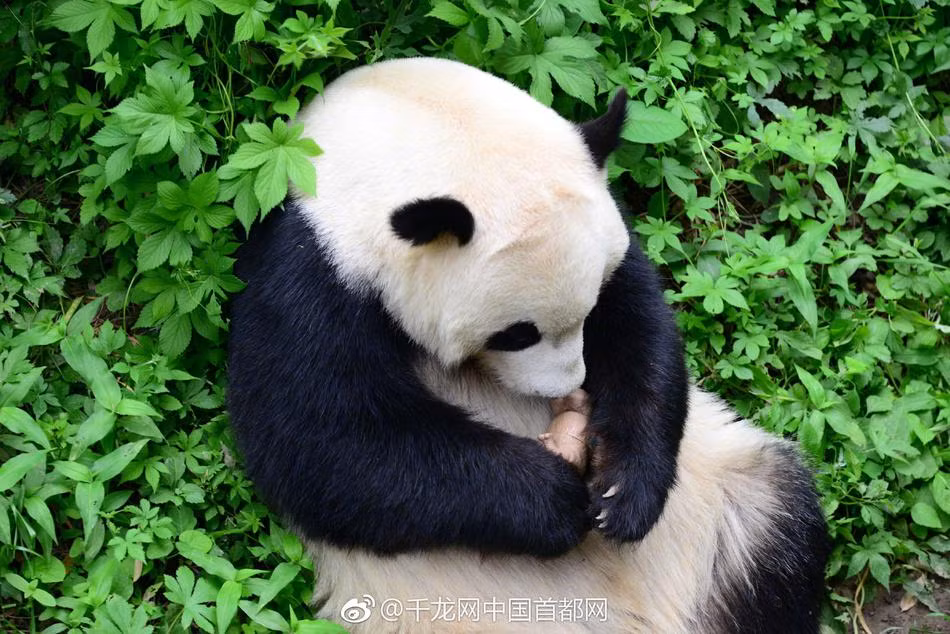 Ngay sau đó, gấu trúc đáng yêu cầm theo tê giác đồ chơi, tìm một nơi thoai thoải để dựa vào cho thoải mái và bắt đầu cưng nựng món đồ chơi mới lạ.