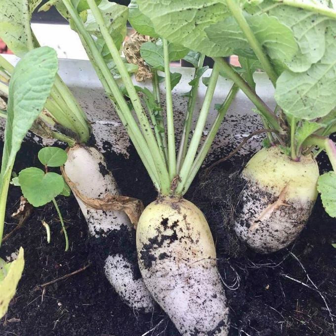 Với các loại rau chị bón bằng phân bò, trùn quế, còn với cây ăn quả chị chôn thêm vụn cá dưới gốc cây ăn trái để tăng độ đạm giúp quả được ngọt hơn.