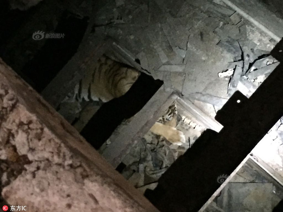 Tuy nhiên, vì thất bại lại bị tổn thương nặng nề sau cuộc chiến, nó đành trốn chui lủi trong một nhà máy bị bỏ hoang tại địa phương.