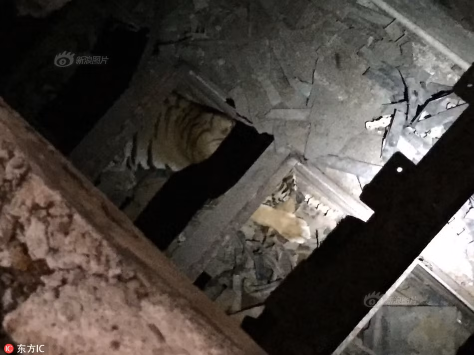 Tuy nhiên, vì thất bại lại bị tổn thương nặng nề sau cuộc chiến, nó đành trốn chui lủi trong một nhà máy bị bỏ hoang tại địa phương.