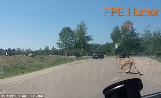 Gia đình bị báo đốm đuổi phải chui lại vào xe hơi. Ảnh: Daily Mail