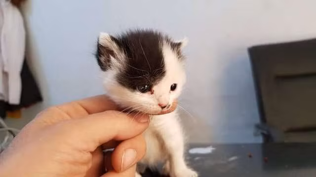 Amira trở nên buồn bã và trầm cảm, cả ngày chỉ nằm ôm lấy gấu bông do trung tâm tặng. Mãi cho đến khi Junior, một chú mèo mồ côi, không có bất cứ người thân nào xuất hiện, Amira mới dần thay đổi, trở lại là chính mình.