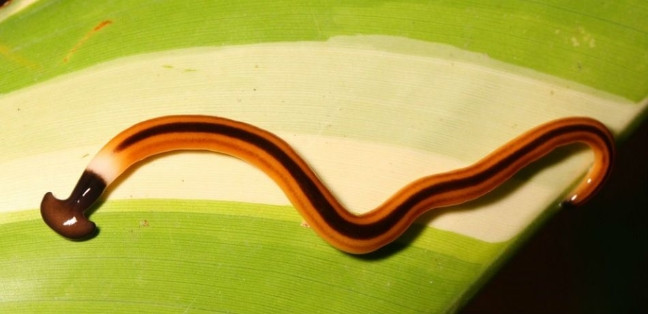 Giun đầu búa khổng lồ có thể dài tới 40cm - Ảnh: Internet