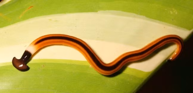 Giun đầu búa khổng lồ có thể dài tới 40cm - Ảnh: Internet