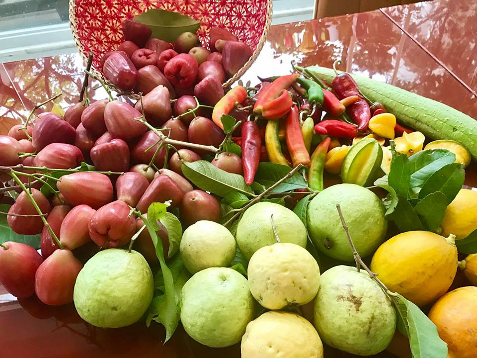 Chị Thanh Hiền "mát tay" trồng gì cũng tươi tốt, sai trĩu trịt quả, có khi ăn không xuể.