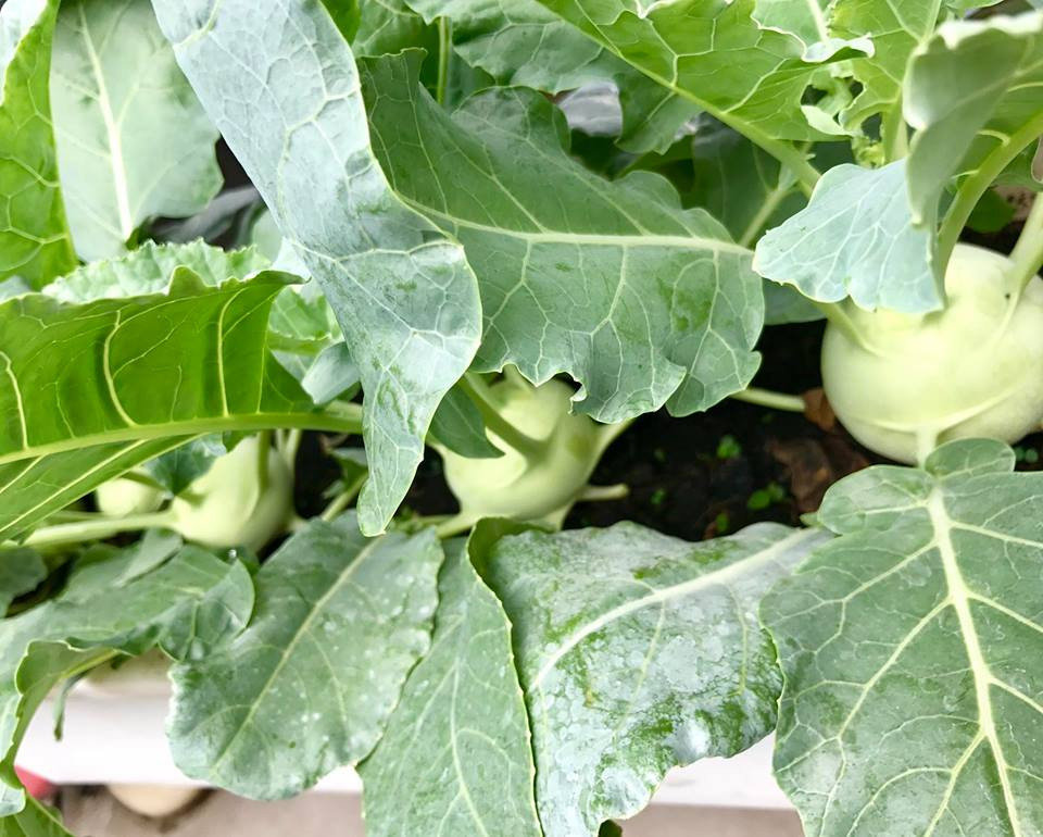 Chị Thanh Hiền, hiện đang sinh sống tại quận Tân Bình, TP. HCM. Dù bận rộn với chức vụ Giám đốc công ty, nhưng vì lo cho sức khỏe của cả gia đình, chị vẫn giành thời gian để phủ xanh sân thượng, tạo khu vườn rộng 200m2 bằng các loại rau củ quả sạch, phục vụ bữa ăn hàng ngày cho gia đình mình.