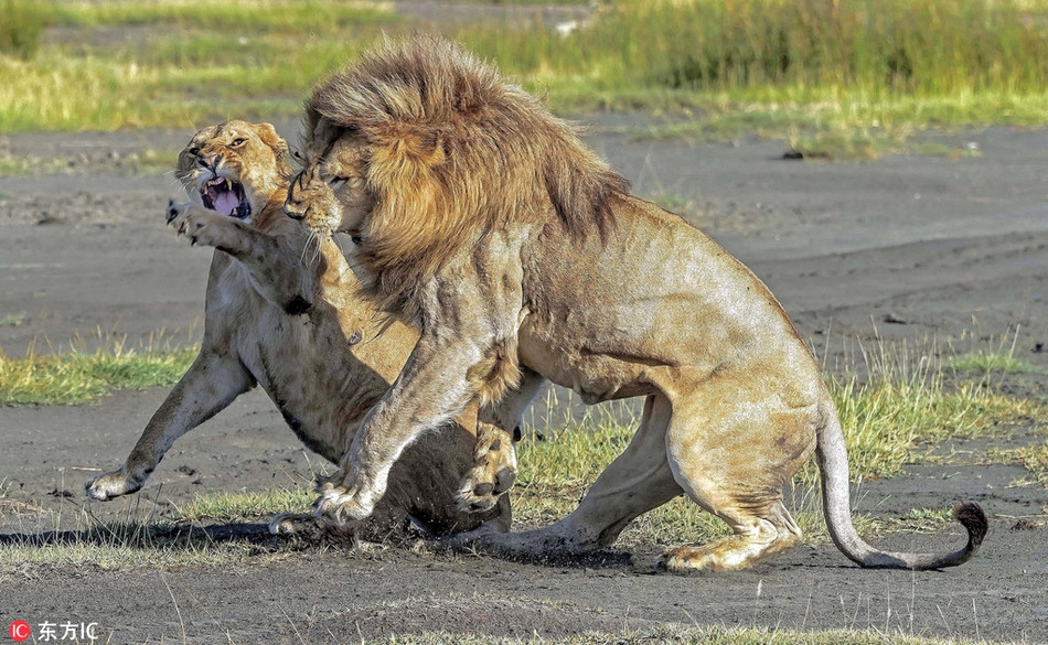 Trong lúc con sư tử cái muốn nghỉ ngơi, sư tử đực lại muốn yêu đương. Mặc dù đã gầm gừ nhiều lần để cảnh báo khi thấy sư tử đực đến gần, nhưng thái độ thù địch và khó chịu của sư tử cái vẫn bị bạn đời phớt lờ.