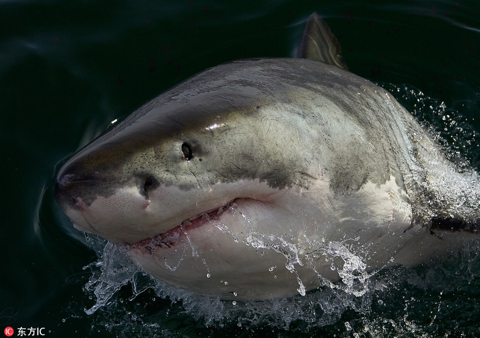 Những lồng lặn kiên cố được thả xuống vùng biển đầy cá mập trắng lớn là điểm thu hút chính ở Gansbaai. Du lịch vùng này chỉ đứng sau Vườn quốc gia Kruger về số lượng khách.