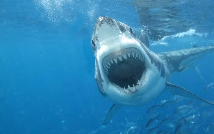 Cá mập trắng lớn cũng sở hữu tốc độ bơi kinh người, lên tới hơn 56 km/h. Cũng vì thế, mập trắng lớn không có kẻ thù tự nhiên nào ngoài cá voi sát thủ.