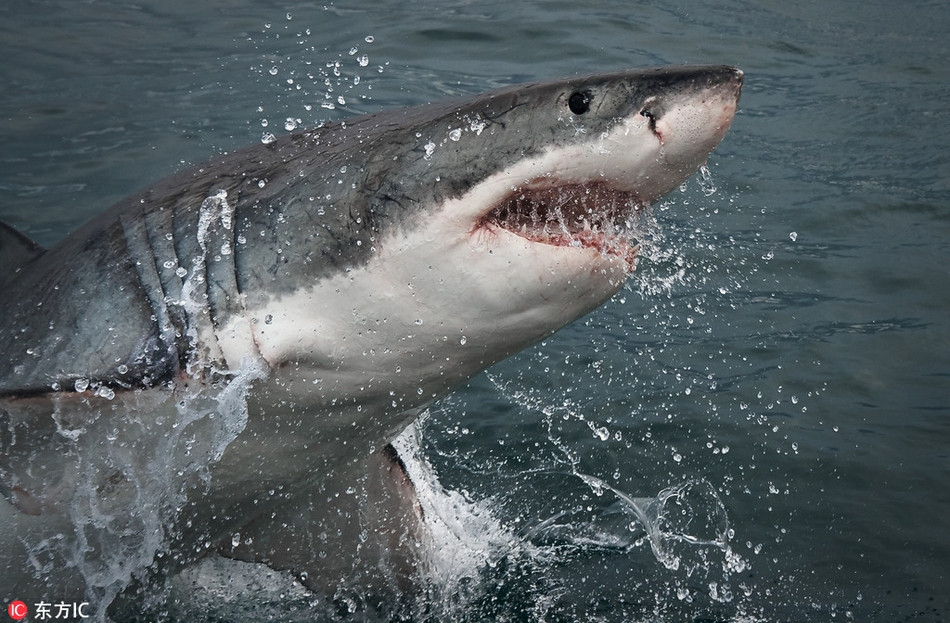 Theo tìm hiểu, cá mập trắng lớn có thân trên màu xám đen, giúp chúng có thể ẩn mình vào nền biển. Tên của chúng được lấy từ phần bụng trắng.