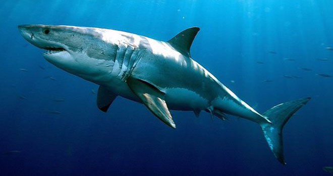 Hàm của những kẻ săn mồi đáng sợ này có tới 300 chiếc răng hình tam giác cực sắc. Những chiếc răng này được sắp xếp thành nhiều hàng, giúp cá mập xé xác con mồi nhanh hơn.