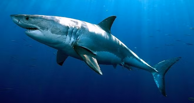Hàm của những kẻ săn mồi đáng sợ này có tới 300 chiếc răng hình tam giác cực sắc. Những chiếc răng này được sắp xếp thành nhiều hàng, giúp cá mập xé xác con mồi nhanh hơn.