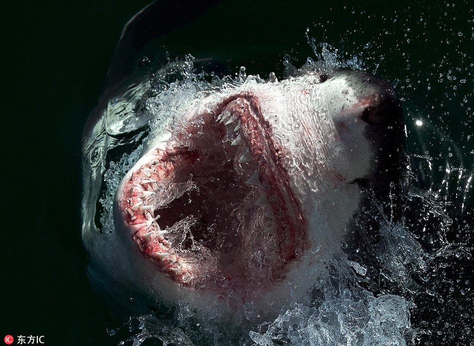 Được biết, Gansbaai, Nam Phi là nơi có mật độ cá mập trắng lớn sinh sống đông đúc nhất thế giới.