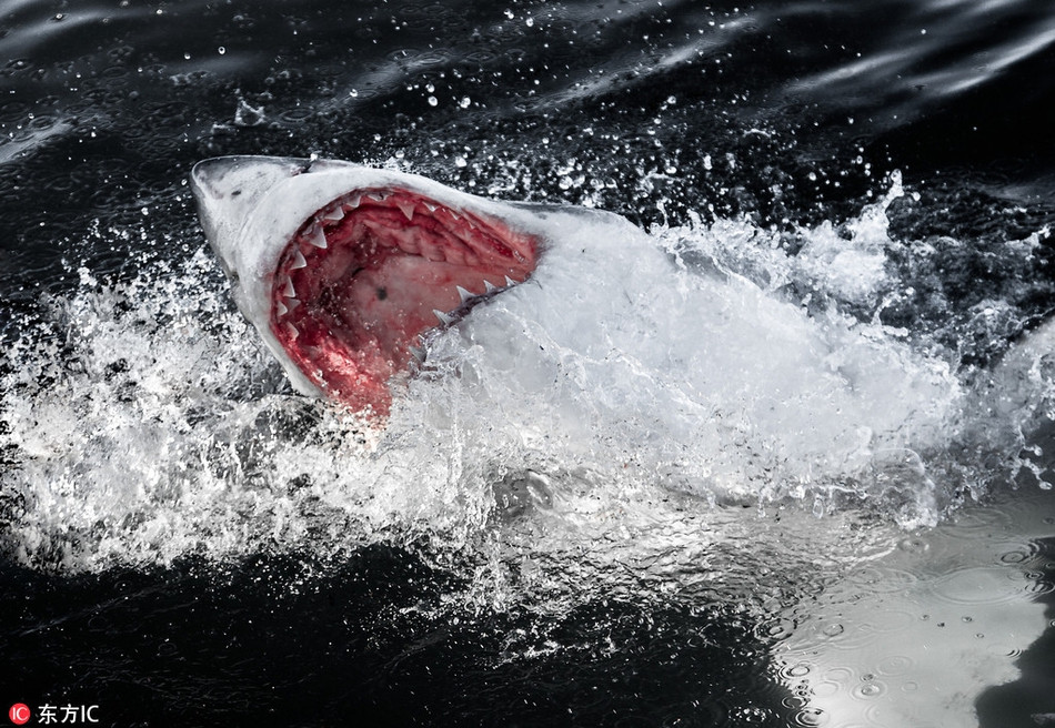 Trong một chuyến đi ghé thăm thị trấn Gansbaai, Nam Phi, một sinh viên người Mỹ có tên Chris Perkins, 25 tuổi, ghi lại được những hình ảnh đáng kinh ngạc về loài cá mập trắng lớn, một trong những hung thần đại dương gây ám ảnh nhất thế giới.