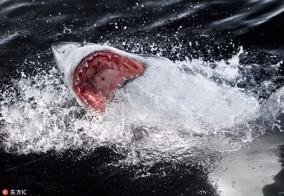 Trong một chuyến đi ghé thăm thị trấn Gansbaai, Nam Phi, một sinh viên người Mỹ có tên Chris Perkins, 25 tuổi, ghi lại được những hình ảnh đáng kinh ngạc về loài cá mập trắng lớn, một trong những hung thần đại dương gây ám ảnh nhất thế giới.