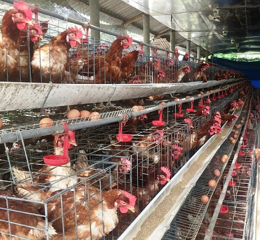 Để đàn gà đẻ tốt, anh Châu cho chúng nghe nhạc trữ tình cả ngày.