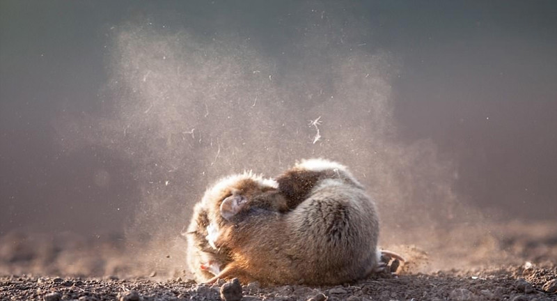 Những hình ảnh về cuộc chiến của chuột đồng rất ấn tượng.