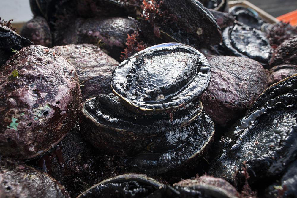 Bào ngư đen sống nhập khẩu có giá bán cao tại thị trường Việt.